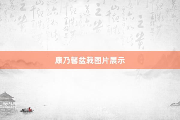 康乃馨盆栽图片展示